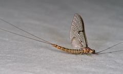 Ephemera lineata