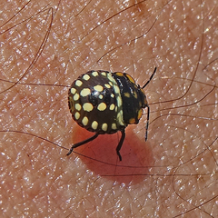 Nezara viridula