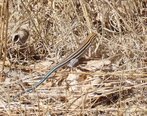 Orange-throated Whiptail
