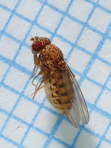 Drosophila repleta, 2026-09-10