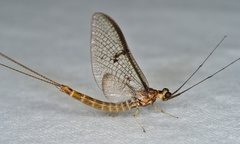 Ephemera lineata
