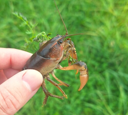 Prairie Crayfish