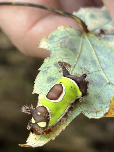 Saddleback Caterpillar Moth