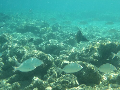 Diplodus noct observed 2026-10-01