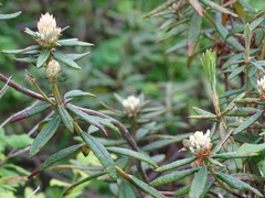 Rhododendron groenlandicum