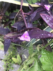 Tradescantia pallida
