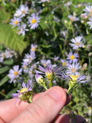 Pacific Aster