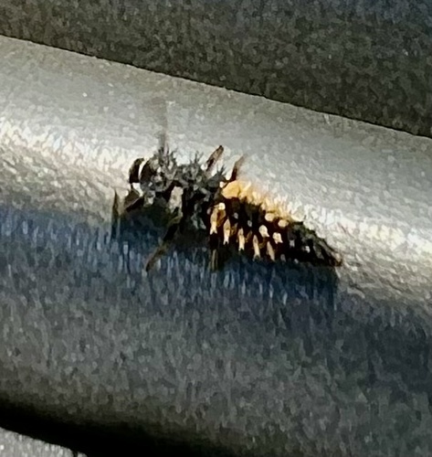 Asian Lady Beetle