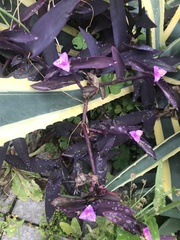 Tradescantia pallida