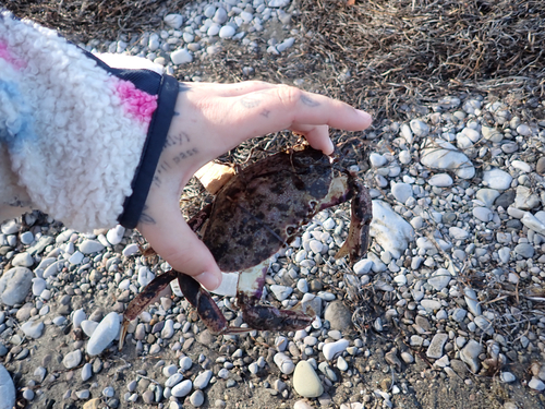 Atlantic Rock Crab