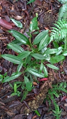 Smilax lanceifolia