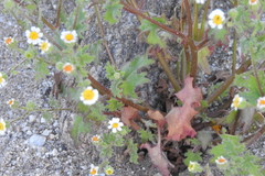 Amauria rotundifolia