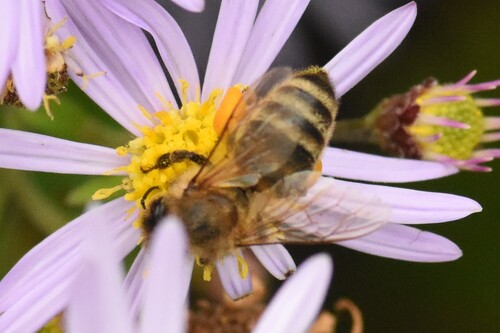Western Honey Bee