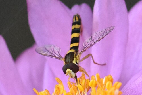 Common Globetail
