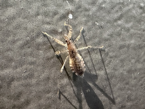 Hoplistoscelis pallescens