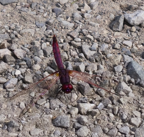 Broad Scarlet
