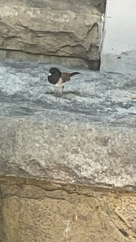 Dark-eyed Junco