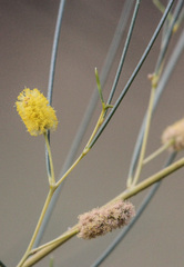 Acacia tenuissima