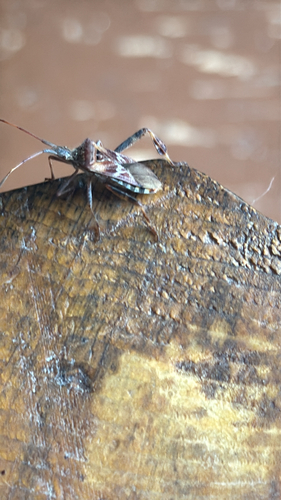 Western Conifer Seed Bug