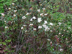 Rhododendron groenlandicum