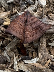 Pluteus primus