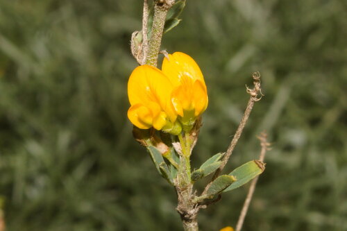 sickle alfalfa