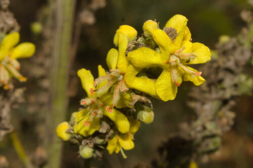 White Mullein