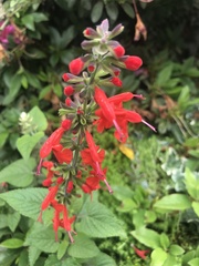 Salvia
