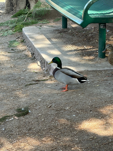 Mallard