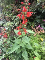 Salvia