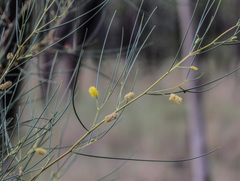 Acacia tenuissima