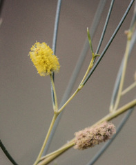 Acacia tenuissima