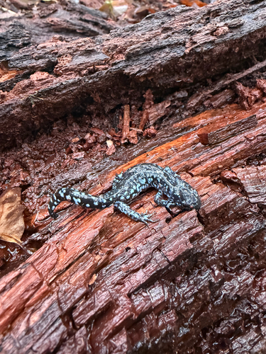 Blue-spotted Salamander