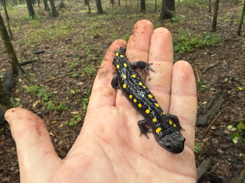 Spotted Salamander
