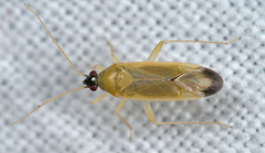 Phylus melanocephalus