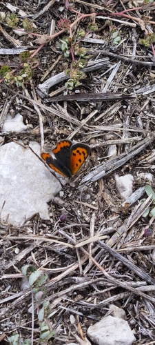 Small Copper