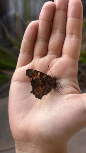 California Tortoiseshell