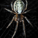 Silver-sided Sector Spider - Photo (c) Gilles San Martin, some rights reserved (CC BY-SA), uploaded by Gilles San Martin
