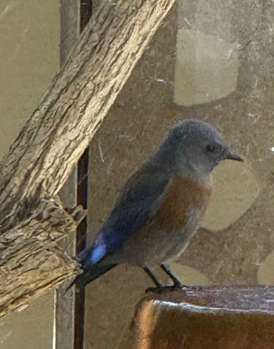 Western Bluebird