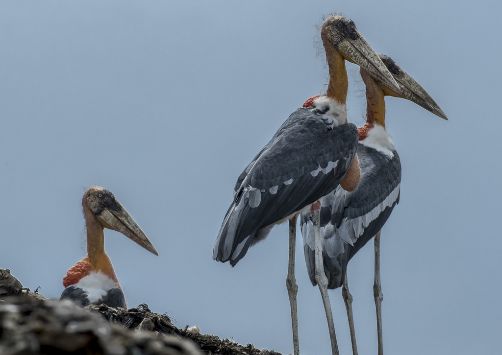 Greater Adjutant