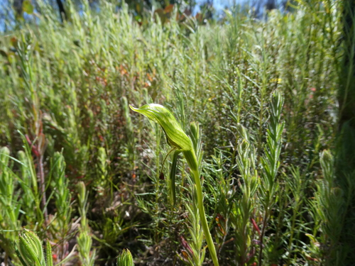 Pterostylis foliacea