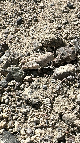 Cream Grasshopper