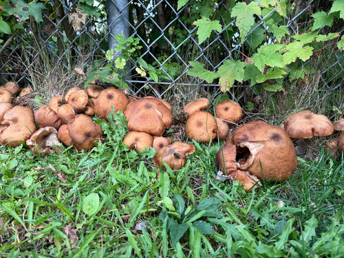 honey mushrooms