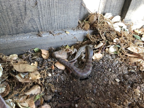 Southern Alligator Lizard, Elgaria multicarinata