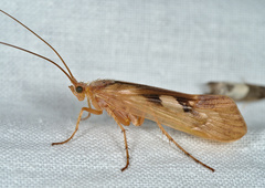 Limnephilus rhombicus