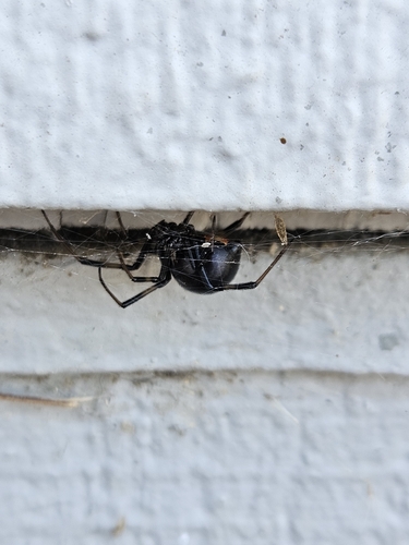 Western Black Widow