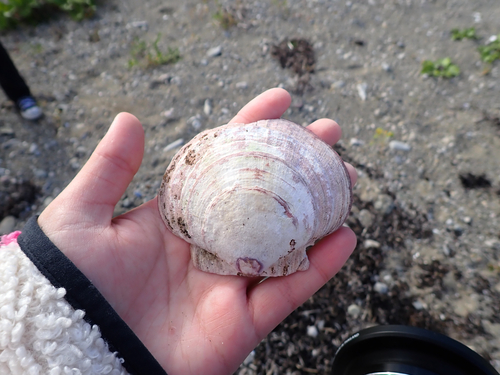 Atlantic deep-sea scallop
