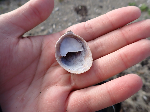 Common Atlantic Slippersnail