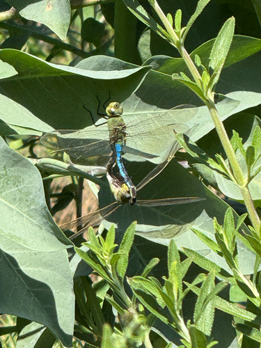 Common Green Darner