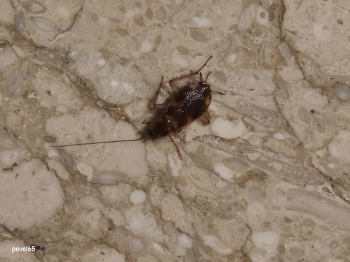 Brown-banded Cockroach